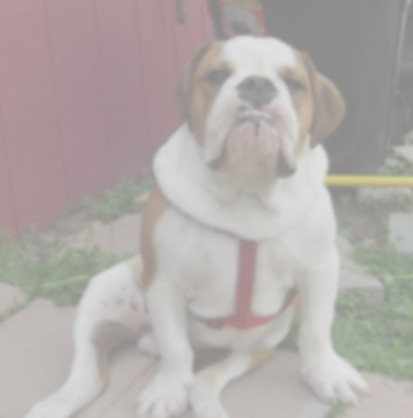 Artist oil painting photo selection